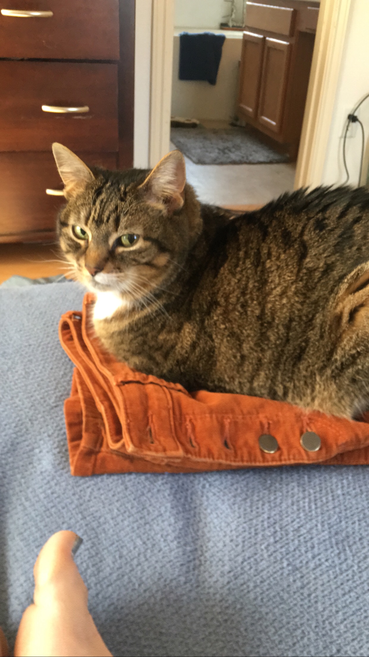 Tabby cat sitting on orange pants.